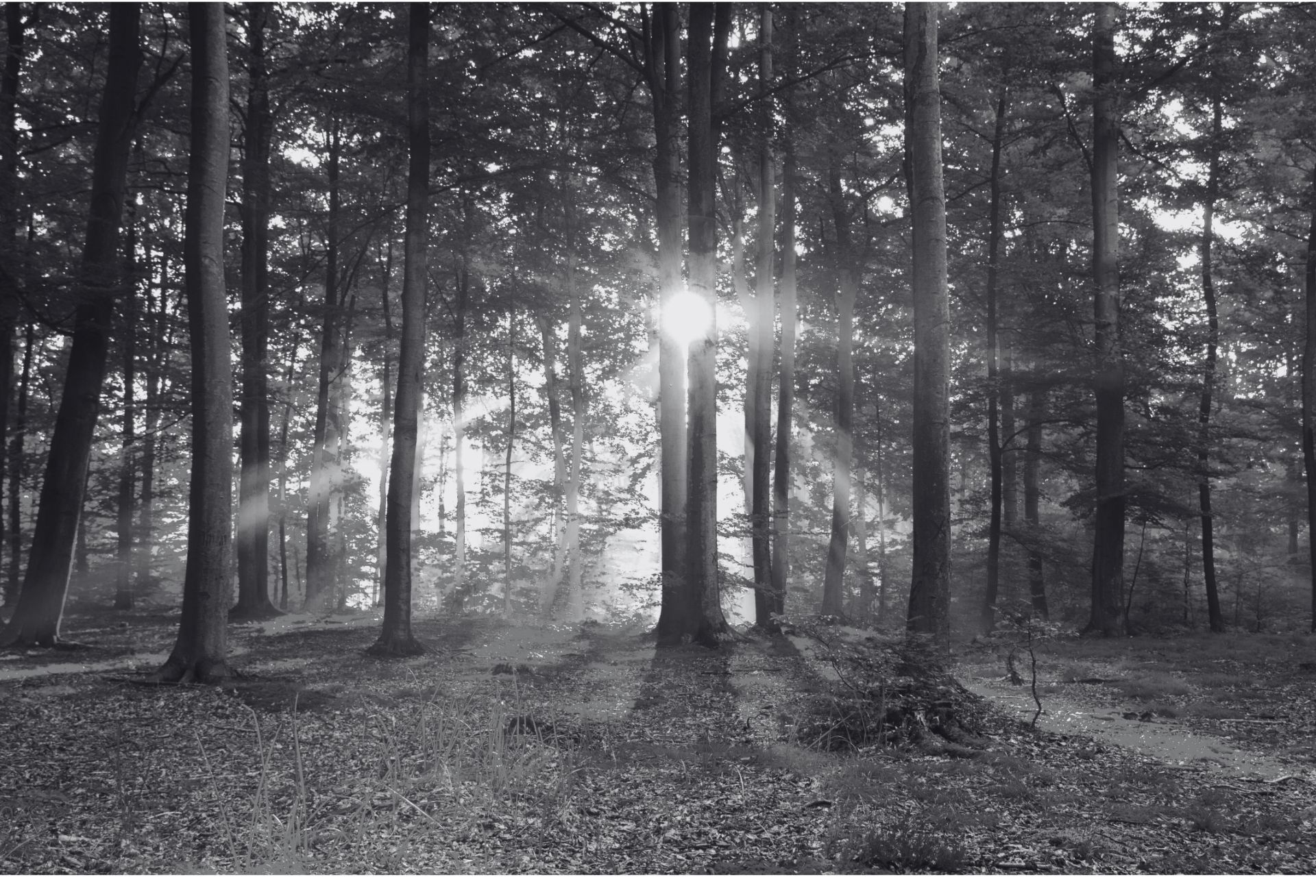 Live Streaming Services